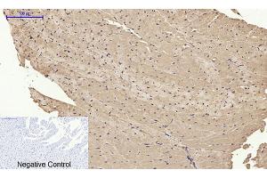 Immunohistochemical analysis of paraffin-embedded rat heart tissue. (BMP2 antibody  (C-Term))