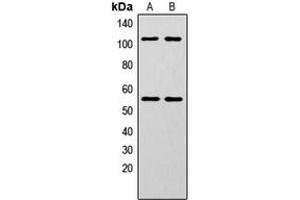 Western blot analysis of NF-kappaB p105/p50 (pS337) expression in HeLa (A), MCF7 (B) whole cell lysates.