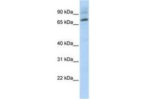 Image no. 1 for anti-E74-Like Factor 1 (Ets Domain Transcription Factor) (ELF1) (AA 540-589) antibody (ABIN6744404) (ELF1 antibody  (AA 540-589))