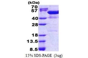 SDS-PAGE (SDS) image for Nucleosome Assembly Protein 1-Like 4 (NAP1L4) (AA 1-375) protein (His tag) (ABIN5778833)