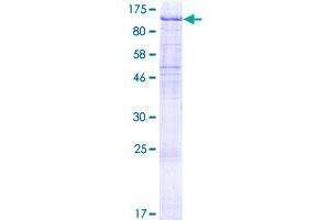 UVRAG Protein (AA 1-699) (GST tag)