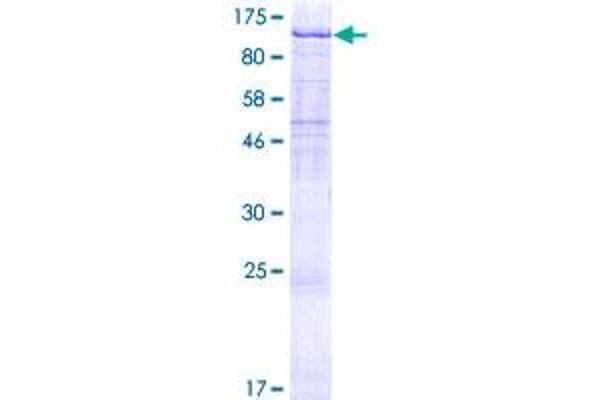 UVRAG Protein (AA 1-699) (GST tag)