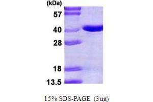 SDS-PAGE (SDS) image for Pirin (PIR) (AA 1-290) protein (His tag) (ABIN667677)