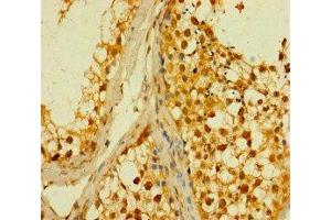 Immunohistochemistry of paraffin-embedded human testis tissue using ABIN7159837 at dilution of 1:100 (PLD6 antibody  (AA 1-252))