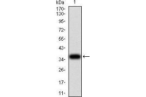 Western blot analysis using SH3GL1 mAb against human SH3GL1 (AA: 12-119) recombinant protein.