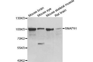 Western blot analysis of extracts of various cell lines, using SNAP91 antibody. (SNAP91 antibody)