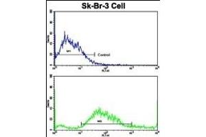 Flow cytometric analysis of SK-Br-3 cells using HOMER3 Antibody (Center)(bottom histogram) compared to a negative control cell (top histogram). (HOMER3 antibody  (AA 281-308))