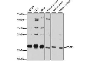 Western blot analysis of extracts of various cell lines, using COPZ1 antibody. (COPZ1 antibody)