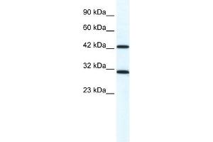 DDX39 antibody used at 1.