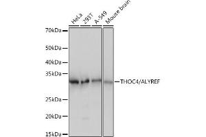 THO Complex 4 antibody
