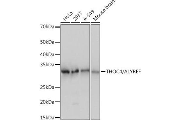 THO Complex 4 antibody