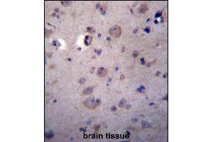 HPSE2 Antibody (C-term) (ABIN656918 and ABIN2846113) immunohistochemistry analysis in formalin fixed and paraffin embedded human brain tissue followed by peroxidase conjugation of the secondary antibody and DAB staining.