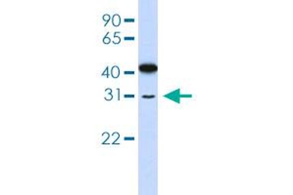 OVOL2 antibody  (AA 2-51)