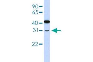 Western blot analysis of 721_B cell lysate with OVOL2 polyclonal antibody . (OVOL2 antibody  (AA 2-51))