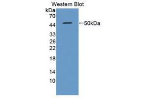 Western blot analysis of recombinant Pig IFNb. (IFNB1 antibody  (AA 22-186))