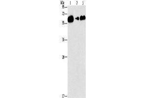 Western Blotting (WB) image for anti-CD27 Molecule (CD27) antibody (ABIN2429728) (CD27 antibody)