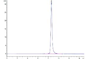 The purity of Cynomolgus CA9 is greater than 95 % as determined by SEC-HPLC. (CA9 Protein (AA 38-402) (His tag))