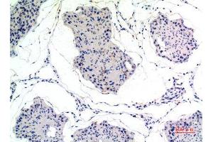 Immunohistochemistry (IHC) analysis of paraffin-embedded Rat Testis, antibody was diluted at 1:100. (Thrombospondin 2 antibody)