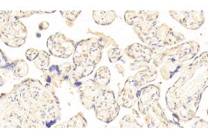 Detection of HPSE in Human Placenta Tissue using Polyclonal Antibody to Heparanase (HPSE)