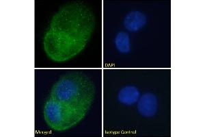 Immunofluorescence staining of fixed HepG2 cells with anti-DARC antibody 2C3. (Recombinant DARC antibody)