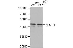Western blot analysis of extracts of various cell lines, using NR2E1 antibody (ABIN6290680) at 1:1000 dilution. (NR2E1 antibody)