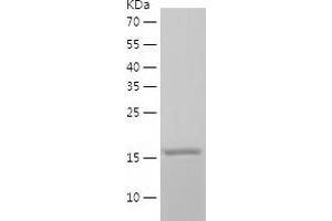 Western Blotting (WB) image for Peptidylprolyl Isomerase G (Cyclophilin G) (PPIG) (AA 1-175) protein (His tag) (ABIN7124353) (PPIG Protein (AA 1-175) (His tag))