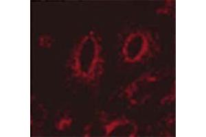 Immunocytochemistry/Immunofluorescence analysis using Mouse Anti-LAMP1 Monoclonal Antibody, Clone Ly1C6 . (LAMP1 antibody  (Biotin))