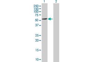 Western Blot analysis of WARS expression in transfected 293T cell line by WARS MaxPab polyclonal antibody. (WARS antibody  (AA 1-471))