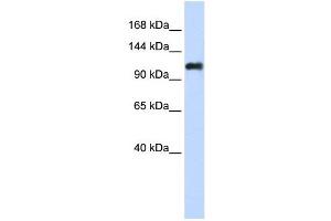 NID2 antibody used at 1 ug/ml to detect target protein. (NID2 antibody)