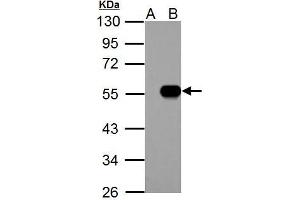 IP6K1 antibody