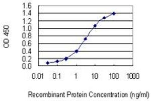 Detection limit for recombinant GST tagged MMP28 is 0. (MMP28 antibody  (AA 441-520))