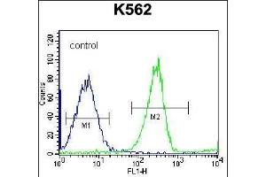 RPS4Y1 Antibody (Center) (ABIN656730 and ABIN2845954) flow cytometric analysis of K562 cells (right histogram) compared to a negative control cell (left histogram).