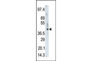 Western blot analysis of anti-PHKG1 Pab (ABIN391340 and ABIN2841364) in  cell lysate. (PHKG1 antibody  (AA 302-332))