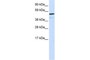 Western Blotting (WB) image for anti-Forkhead Box I1 (FOXI1) antibody (ABIN2460419)