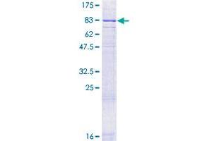 Image no. 1 for Glucagon-Like Peptide 2 Receptor (GLP2R) (AA 1-553) protein (GST tag) (ABIN1355222)