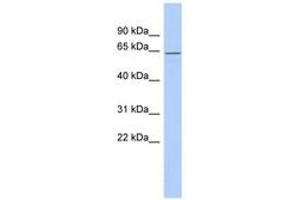 RNP antibody  (AA 215-264)