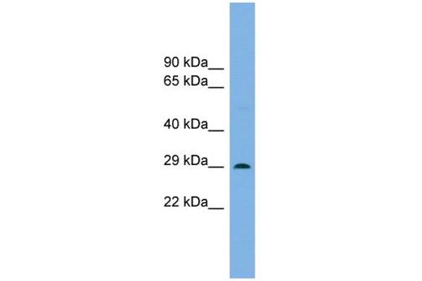 NOTO antibody  (N-Term)