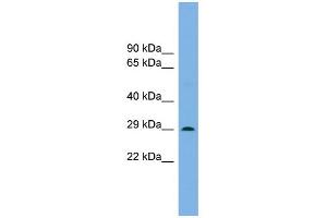 WB Suggested Anti-Noto Antibody Titration: 0. (NOTO antibody  (N-Term))