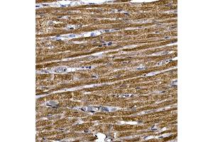 Immunohistochemistry of paraffin-embedded rat heart using PDE3A Rabbit pAb (ABIN7269301) at dilution of 1:250 (40x lens). (PDE3A antibody  (AA 380-660))