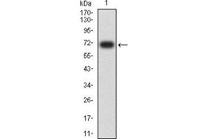 Western blot analysis using CD329 mAb against human CD329 (AA: extra 18-348) recombinant protein. (SIGLEC9 antibody  (AA 25-183))