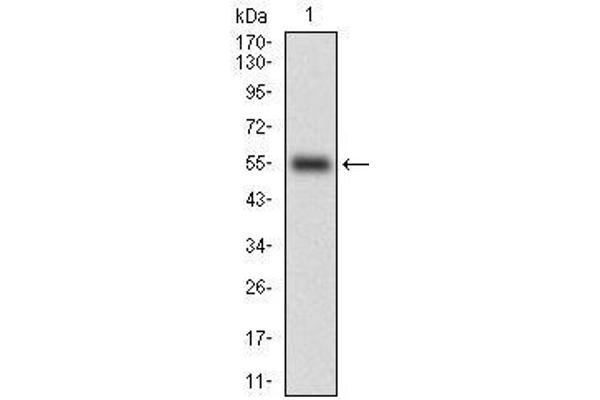 CD38 anticorps  (AA 43-300)