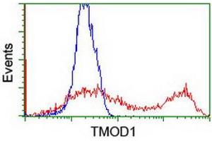 Flow Cytometry (FACS) image for anti-Tropomodulin 1 (TMOD1) antibody (ABIN1501527)