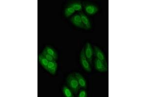 Immunofluorescent analysis of HepG2 cells using ABIN7161932 at dilution of 1:100 and Alexa Fluor 488-congugated AffiniPure Goat Anti-Rabbit IgG(H+L) (NXF1 antibody  (AA 1-130))
