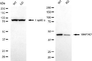 Western blotting analysis using MAP2K2 antibody (ABIN7799464).
