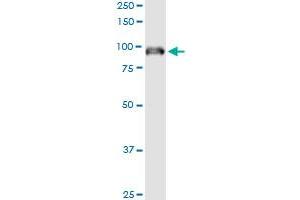 Immunoprecipitation of IFI16 transfected lysate using anti-IFI16 MaxPab rabbit polyclonal antibody and Protein A Magnetic Bead , and immunoblotted with IFI16 purified MaxPab mouse polyclonal antibody (B01P) . (IFI16 antibody  (AA 1-729))