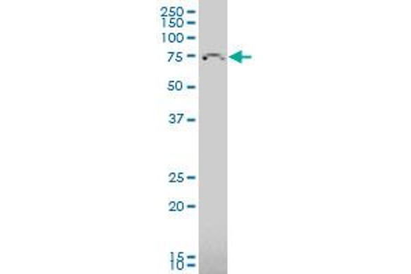 TBR1 antibody  (AA 1-108)
