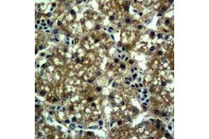 Immunohistochemical analysis of EPG5 staining in mouse liver formalin fixed paraffin embedded tissue section. (EPG5 antibody)