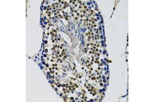Immunohistochemistry of paraffin-embedded mouse testis using DDX41 antibody. (DDX41 antibody  (AA 1-300))