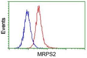 Image no. 3 for anti-Mitochondrial Ribosomal Protein S2 (MRPS2) antibody (ABIN1499562) (MRPS2 antibody)
