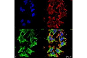 Immunocytochemistry/Immunofluorescence analysis using Mouse Anti-GluN1/NR1 Monoclonal Antibody, Clone S308-48 . (GRIN1/NMDAR1 antibody  (AA 42-361) (Biotin))